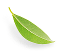 Лист